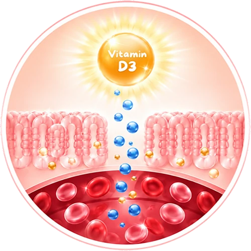 trical-plus-vitamin-d3-nutrition-illustration ภาพประกอบ Vitamin D3 ในสูตร TRICAL Plus สำหรับการดูแลสุขภาพกระดูก